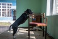 A beautiful dog is standing near an old chair.