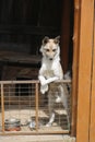 Beautiful dog stands on hind legs