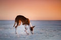 Beautiful dog at sunset in winter