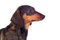 Beautiful dog teckel Royalty Free Stock Photo