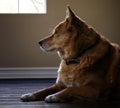 Beautiful Dog with Thick Cinnamon Fur in Close Profile