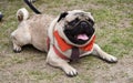 A beautiful dog walking on the ground at the time of a dog show Royalty Free Stock Photo