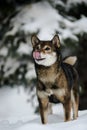 Portrait of a female dog of the breed of Shiba Inu