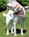 Beautiful dog wearing an USA bandanna patriotic dog Royalty Free Stock Photo