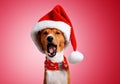 Beautiful dog wering christmas costumes Royalty Free Stock Photo