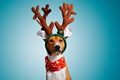 Beautiful dog wering christmas costumes Royalty Free Stock Photo