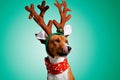 Beautiful dog wering christmas costumes Royalty Free Stock Photo