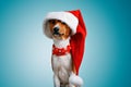 Beautiful dog wering christmas costumes Royalty Free Stock Photo