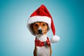 Beautiful dog wering christmas costumes Royalty Free Stock Photo