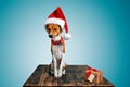 Beautiful dog wering christmas costumes Royalty Free Stock Photo