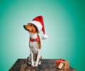 Beautiful dog wering christmas costumes Royalty Free Stock Photo