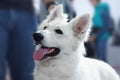 Beautiful dog of white swiss shepherd breed. Close up portrait of wise dog with happy smiling look.