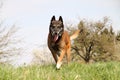 A beautiful doggy in portrait.