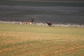 Beautiful dogs hunting hare with Spanish in the fields extensive plains