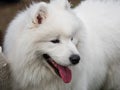 Beautiful dogs at an outdoor dog show