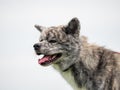 Beautiful dogs at an outdoor dog show