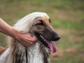 Beautiful dogs at an outdoor dog show