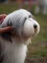 Beautiful dogs at an outdoor dog show