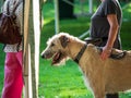 Beautiful dogs at an outdoor dog show