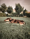 Beautiful Dogs Photography Creative Potography