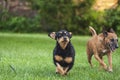 Beautiful dogs running on the grass