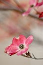 Beautiful Dogwood Blossoms with copyspace