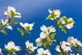 Beautiful Dogwood blossoms on a glorious spring morning Royalty Free Stock Photo