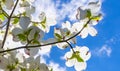 Beautiful dogwood blossoms reach toward a lovely springtime partly cloudy sky