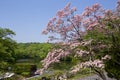 Beautiful dogwood flower