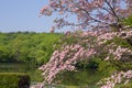 Beautiful dogwood flower