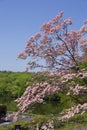 Beautiful dogwood flower