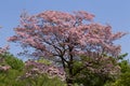 Beautiful dogwood flower