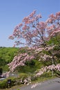 Beautiful dogwood flower