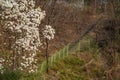 Beautiful dogwood flowers at foot of wooden stairs