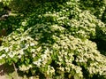 Beautiful dogwood tree in bloom in Paris