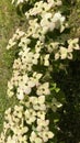 Beautiful dogwood tree in bloom in Paris