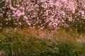 Beautiful dogwood flowers in early spring.