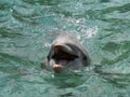 A dolphin coming to get a close look at the camera Royalty Free Stock Photo