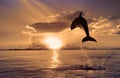 Beautiful dolphin jumping from shining water Royalty Free Stock Photo