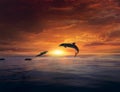 Beautiful dolphin jumping from shining water Royalty Free Stock Photo