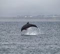 Beautiful dolphin is leaping in the air out of a body of blue water. Royalty Free Stock Photo