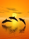Dolphin and sunset Royalty Free Stock Photo