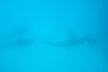 Beautiful dolphins floating under the sea water background Royalty Free Stock Photo