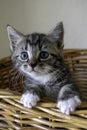 Tabby 6 week old Kitten in a Basket Royalty Free Stock Photo