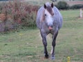 Beautiful domestic animal ride walk training high speed Royalty Free Stock Photo