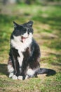 A beautiful domestic black cat with an open mouth sits on the green grass Royalty Free Stock Photo