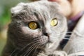 Beautiful Domestic Blue and Gray British Scottish Fold Short Hair Yellow Eyes Cat. Close Up, Horizontal, Selective Focus.