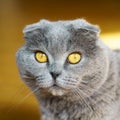 Beautiful Domestic Blue and Gray British Scottish Fold Short Hair Yellow Eyes Cat.