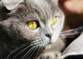 Beautiful Domestic Blue and Gray British Scottish Fold Short Hair Yellow Eyes Cat