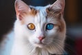 Beautiful domestic cat with complete heterochromia, blue and brown eyed Generative AI.
